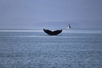 IMG_4979.jpg